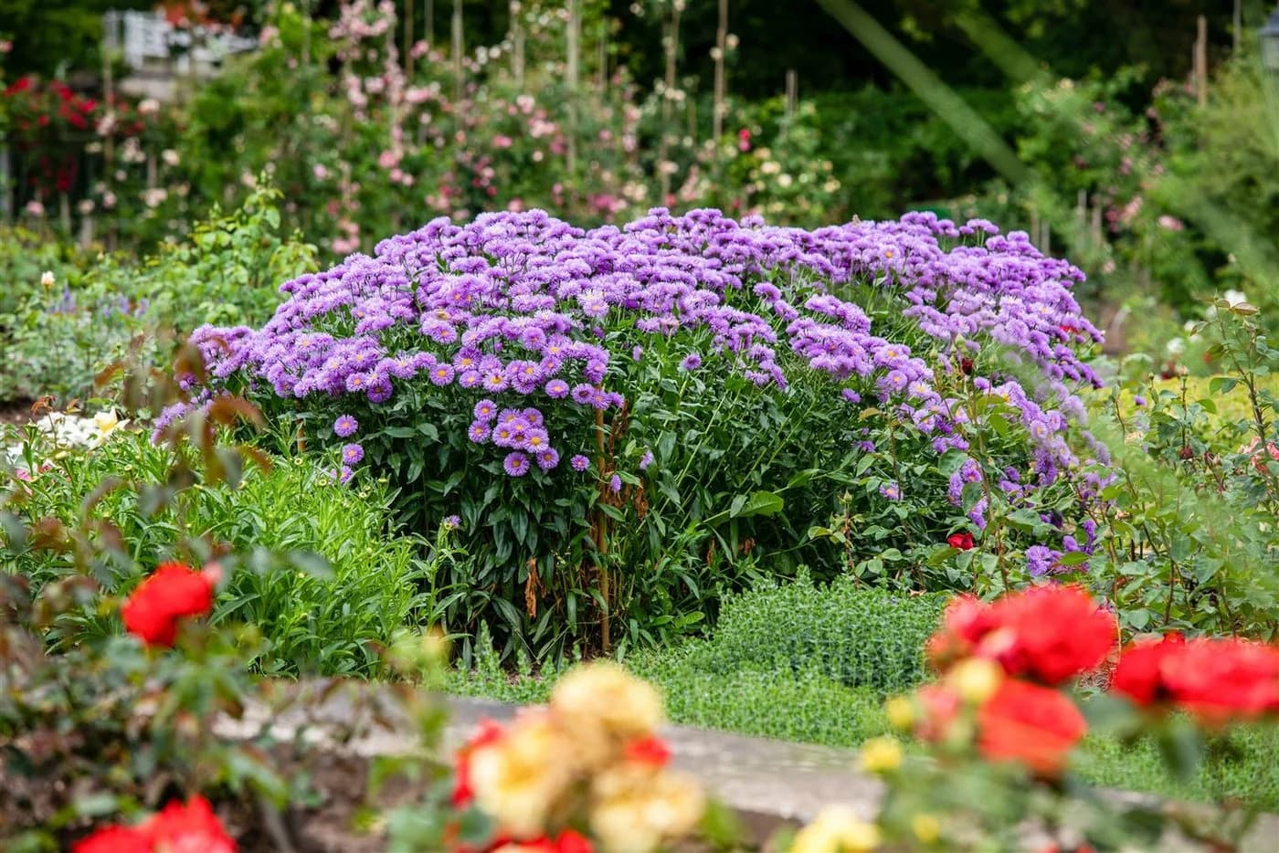 Aster novae-angliae 'Barr's Blue' Herbstaster Blau