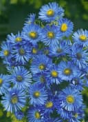 Aster novae-angliae 'Barr's Blue' Herbstaster Blau Bild 2