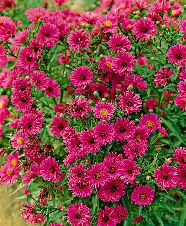 Aster novae-angliae 'Rubinschatz' Herbstaster Rubinrot 11x11 cm Topf