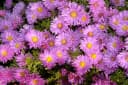 Aster novi-belgii 'Rosaperle' Herbstaster Rosa Bild 1