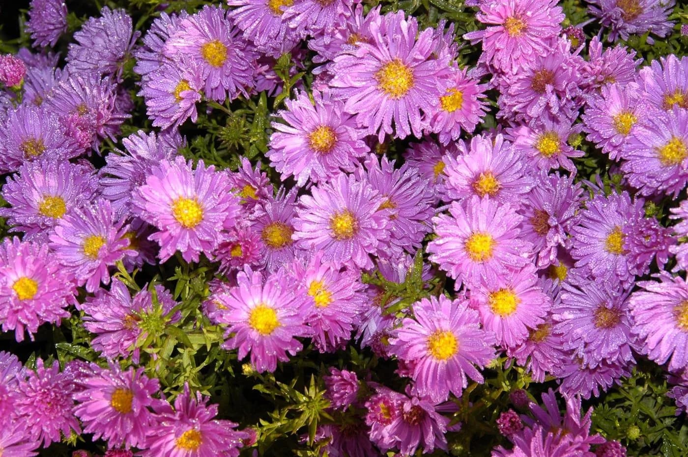 Aster novi-belgii 'Rosaperle' Herbstaster Rosa