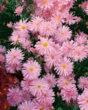 Aster novi-belgii 'Rosaperle' Herbstaster Rosa Bild 2