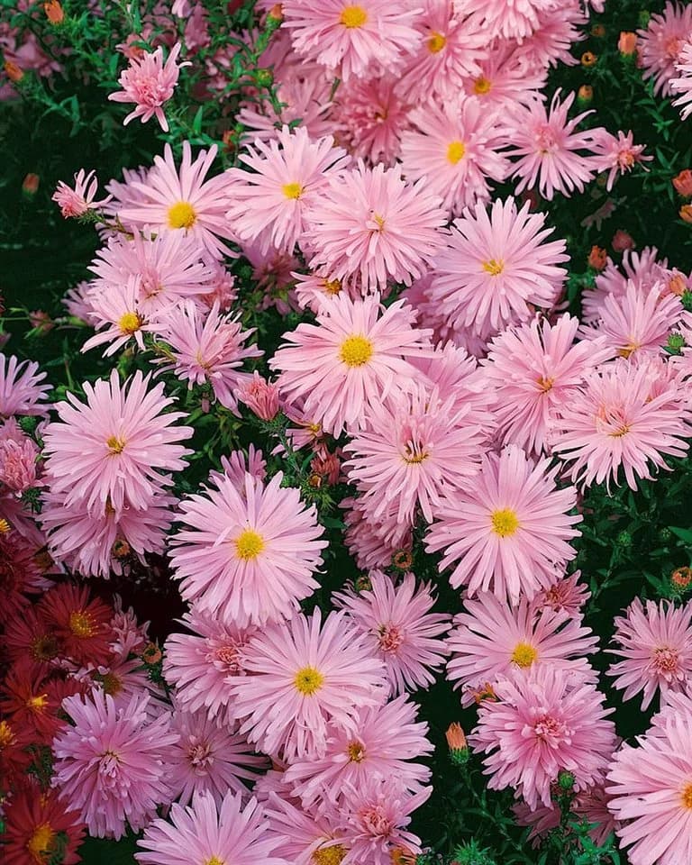 Aster novi-belgii 'Rosaperle' Herbstaster Rosa - Bild 2