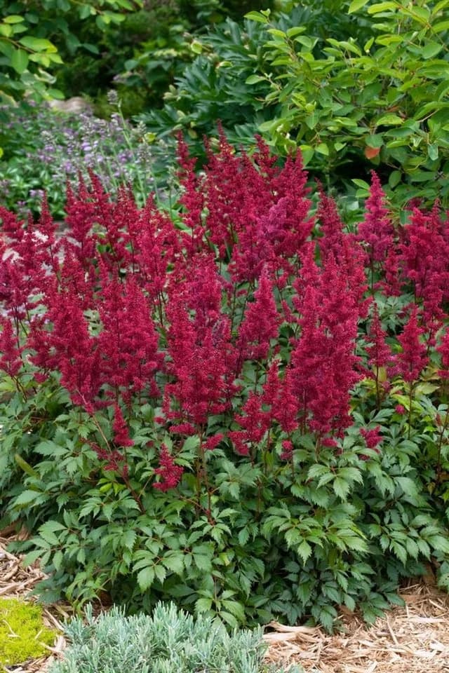 Astilbe japonica 'Etna' Prachtspiere Leuchtend Rot