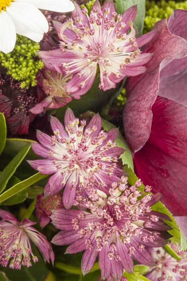 Astrantia major Sterndolde Rosa 9x9 cm Topf