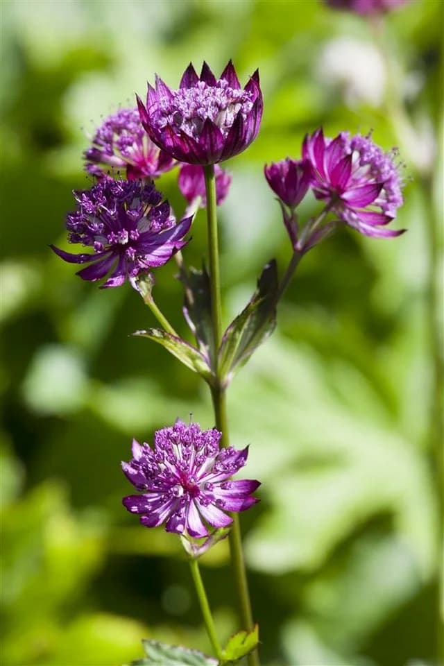Astrantia major Sterndolde Rosa 9x9 cm Topf - Bild 2