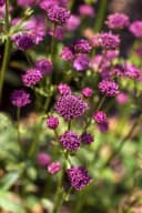 Astrantia major Sterndolde Rosa 9x9 cm Topf Bild 3