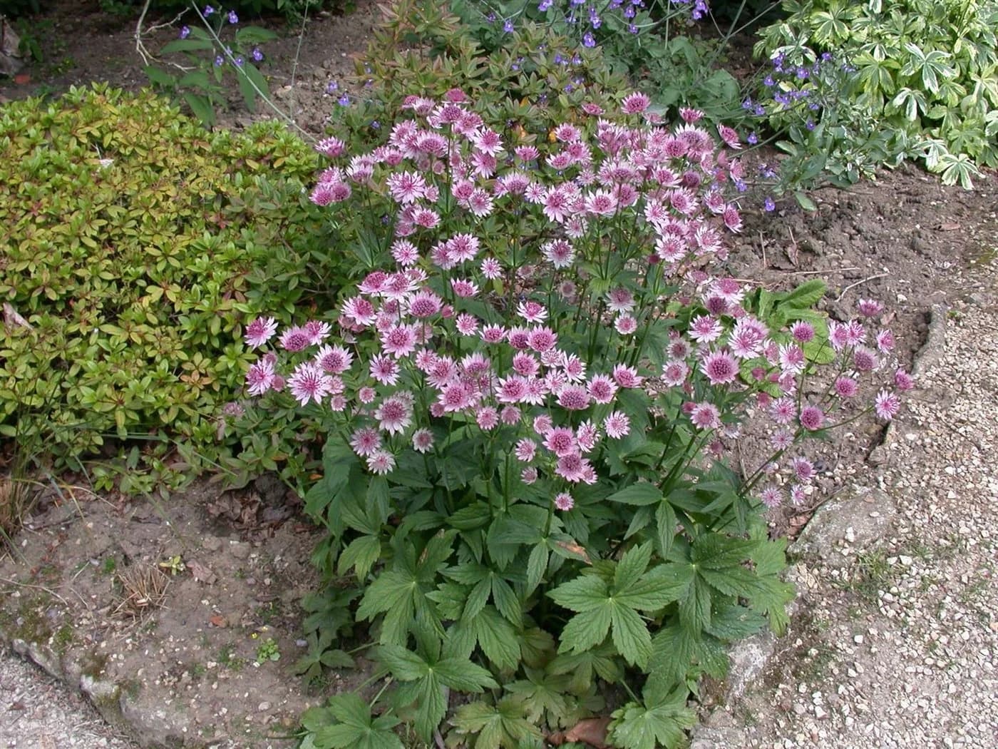 Astrantia major Sterndolde Rosa 9x9 cm Topf - Bild 4