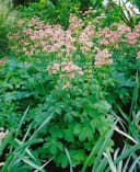 Astrantia major Sterndolde Rosa 9x9 cm Topf Bild 5