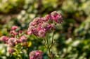 Astrantia major 'Rosensinfonie' Sterndolde Rosa Bild 1