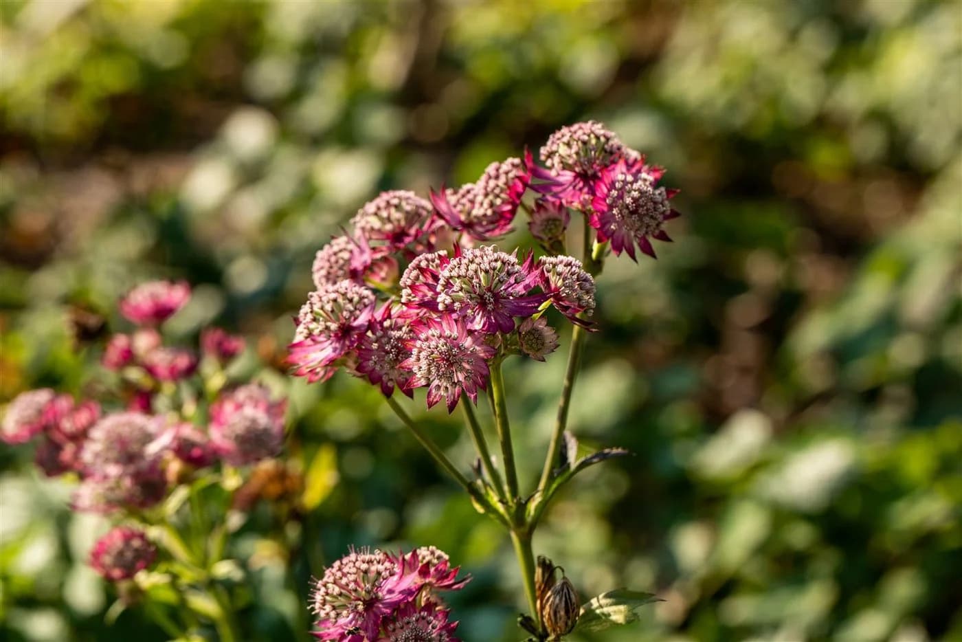 Astrantia major 'Rosensinfonie' Sterndolde Rosa