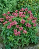 Astrantia major 'Rosensinfonie' Sterndolde Rosa Bild 2