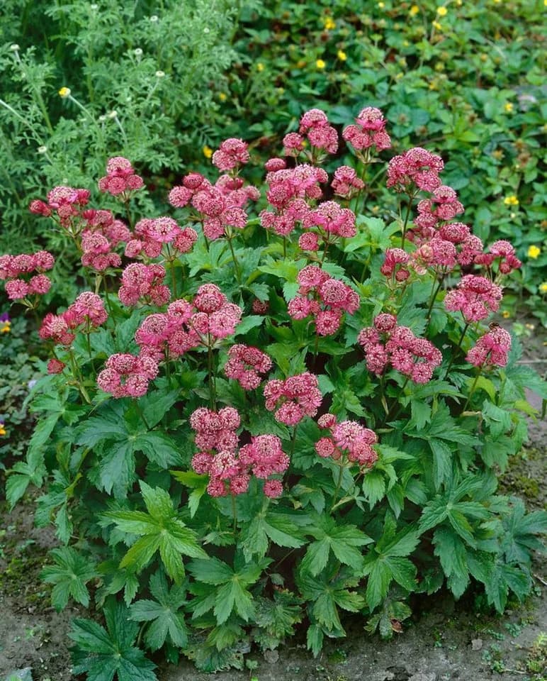 Astrantia major 'Rosensinfonie' Sterndolde Rosa - Bild 2