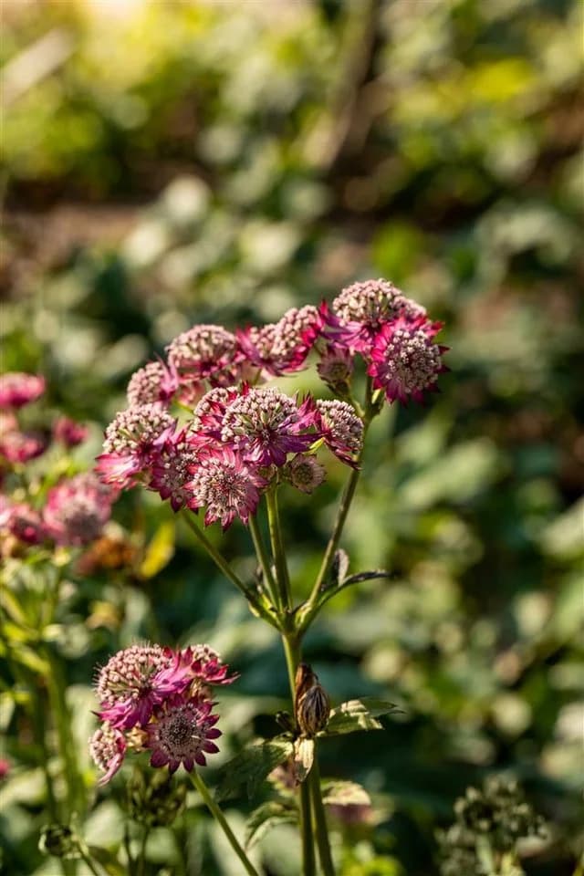 Astrantia major 'Rosensinfonie' Sterndolde Rosa - Bild 3