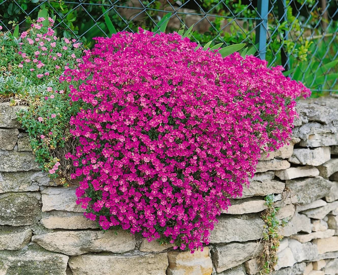 Blaukissen Aubrieta x cult. 'Cascade Purple' Lila