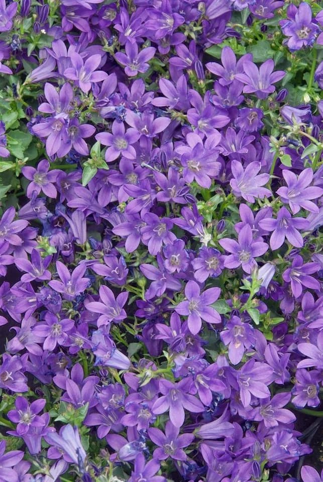 Campanula portenschlagiana 'Resholt' Polsterglockenblume
