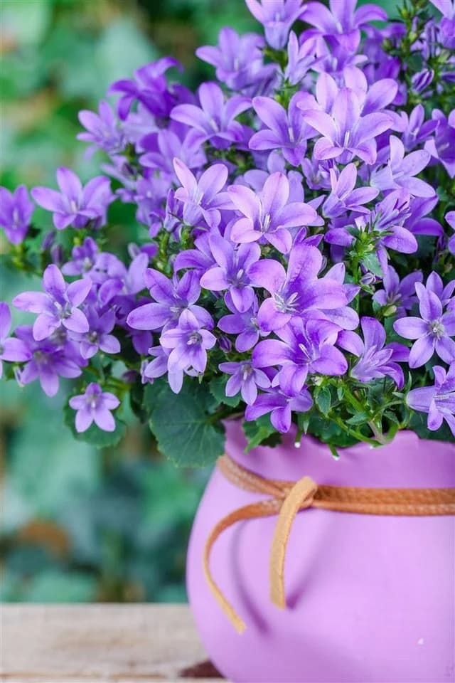 Campanula poscharskyana 'Blauranke' Polsterglockenblume Blauviolett