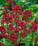 Pflanzen für Dich Staude Centranthus ruber Coccineus Rote Spornblume Rot Bild 1