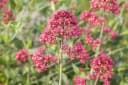 Pflanzen für Dich Staude Centranthus ruber Coccineus Rote Spornblume Rot Bild 2