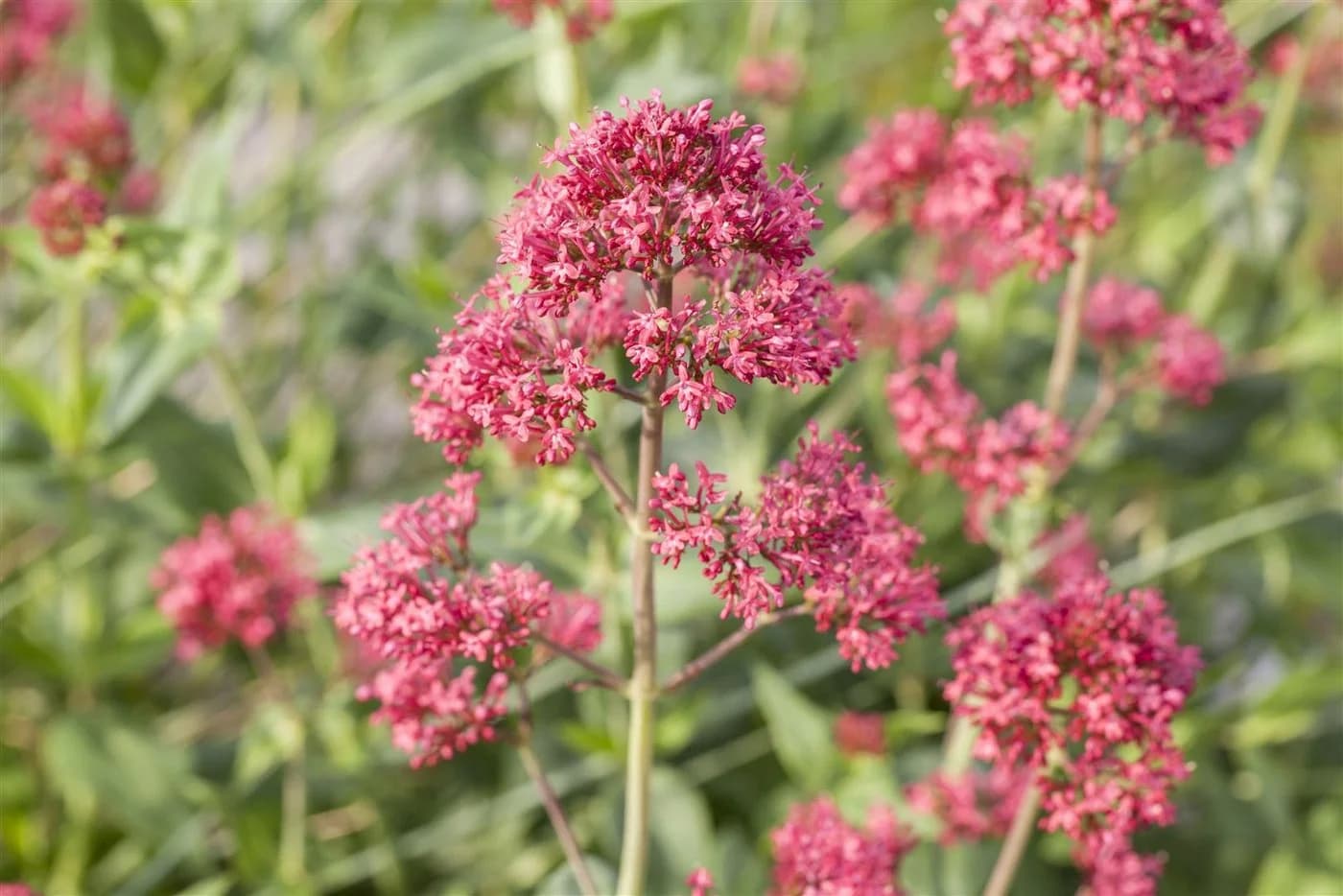 Pflanzen für Dich Staude Centranthus ruber Coccineus Rote Spornblume Rot - Bild 2