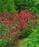 Pflanzen für Dich Staude Centranthus ruber Coccineus Rote Spornblume Rot Bild 3