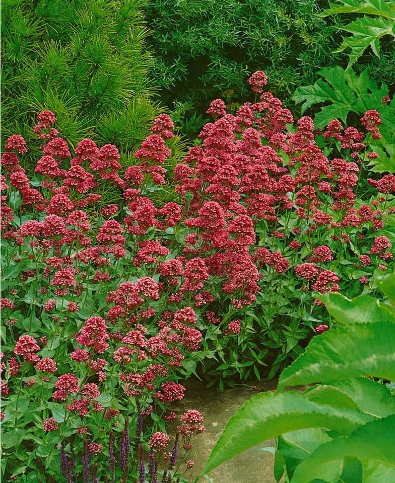 Pflanzen für Dich Staude Centranthus ruber Coccineus Rote Spornblume Rot - Bild 3