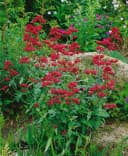 Pflanzen für Dich Staude Centranthus ruber Coccineus Rote Spornblume Rot Bild 4