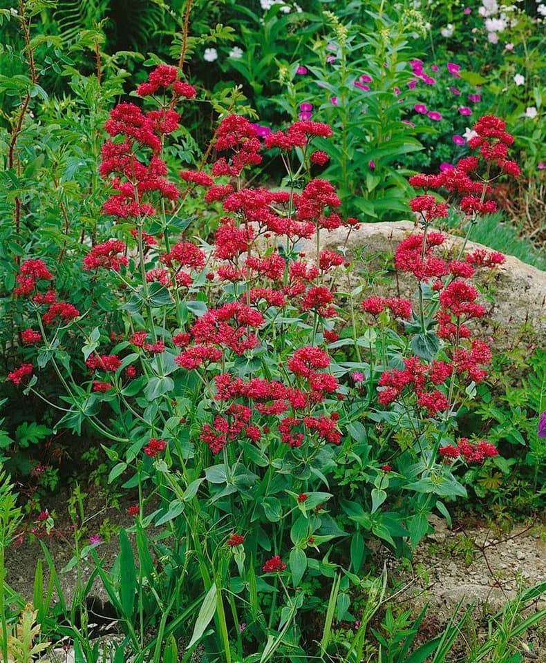 Pflanzen für Dich Staude Centranthus ruber Coccineus Rote Spornblume Rot - Bild 4