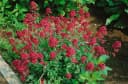 Pflanzen für Dich Staude Centranthus ruber Coccineus Rote Spornblume Rot Bild 5