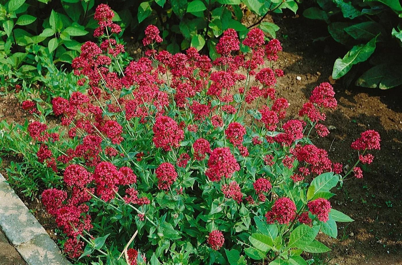 Pflanzen für Dich Staude Centranthus ruber Coccineus Rote Spornblume Rot - Bild 5
