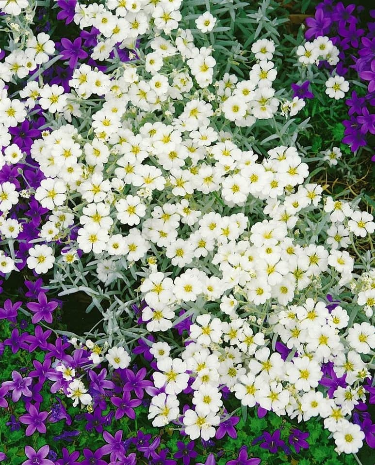 Cerastium biebersteinii Silberteppich silbrig-grau ca. 9x9 cm Topf
