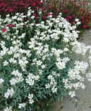 Cerastium biebersteinii Silberteppich silbrig-grau ca. 9x9 cm Topf Bild 2