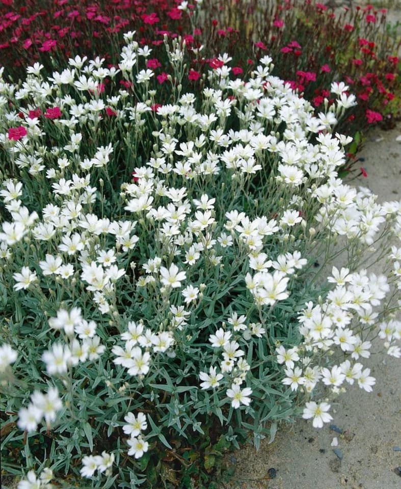 Cerastium biebersteinii Silberteppich silbrig-grau ca. 9x9 cm Topf - Bild 2