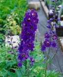 Delphinium Pacific Black Knight Staude Rittersporn Bild 1