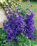 Delphinium Pacific Black Knight Staude Rittersporn Bild 2