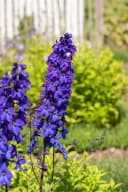 Delphinium Pacific Black Knight Staude Rittersporn Bild 3