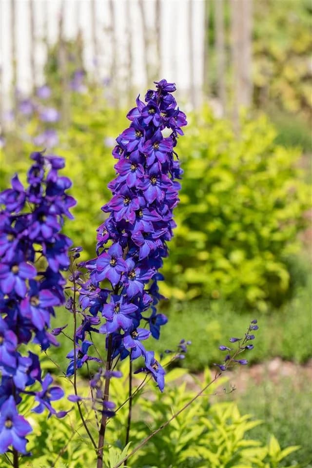 Delphinium Pacific Black Knight Staude Rittersporn - Bild 3