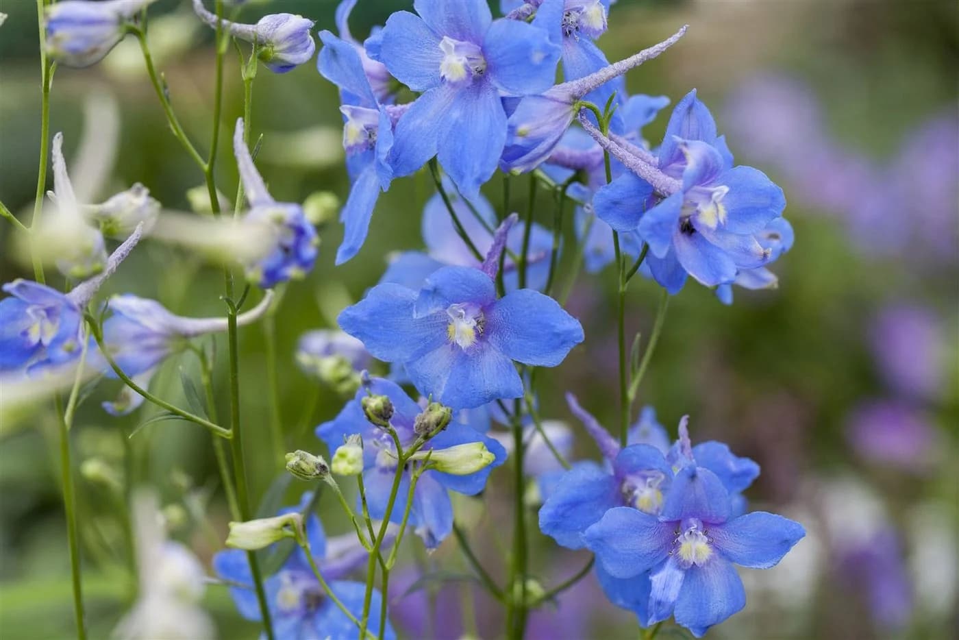 Delphinium belladonna 'Cliveden Beauty' Rittersporn Himmelblau