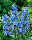 Delphinium belladonna 'Cliveden Beauty' Rittersporn Himmelblau Bild 2