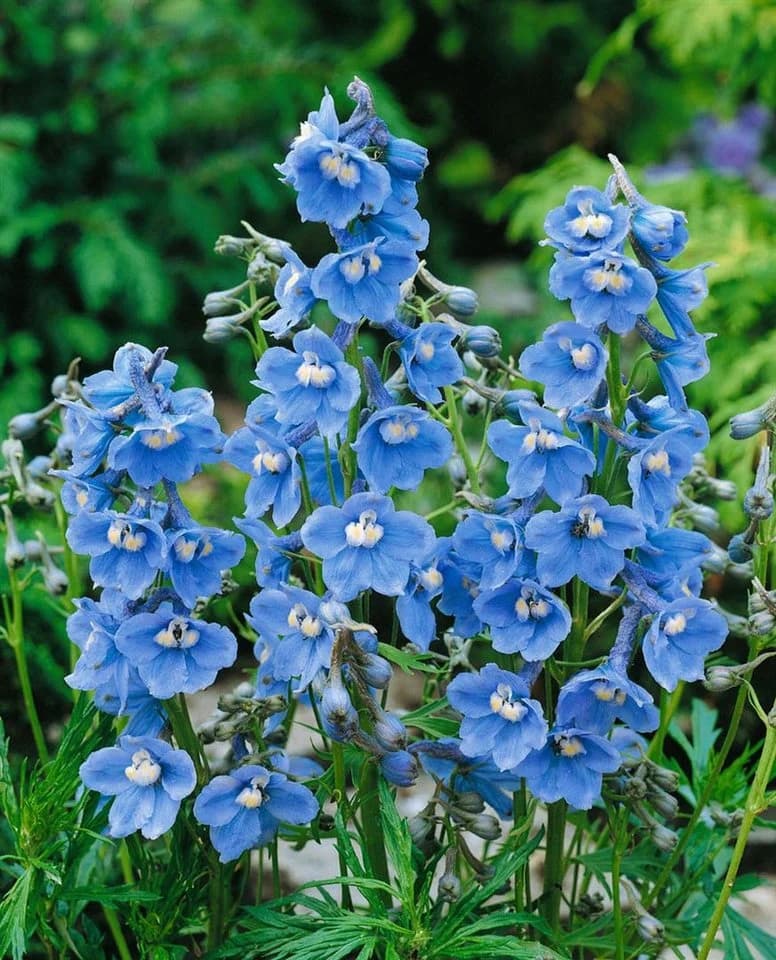 Delphinium belladonna 'Cliveden Beauty' Rittersporn Himmelblau - Bild 2
