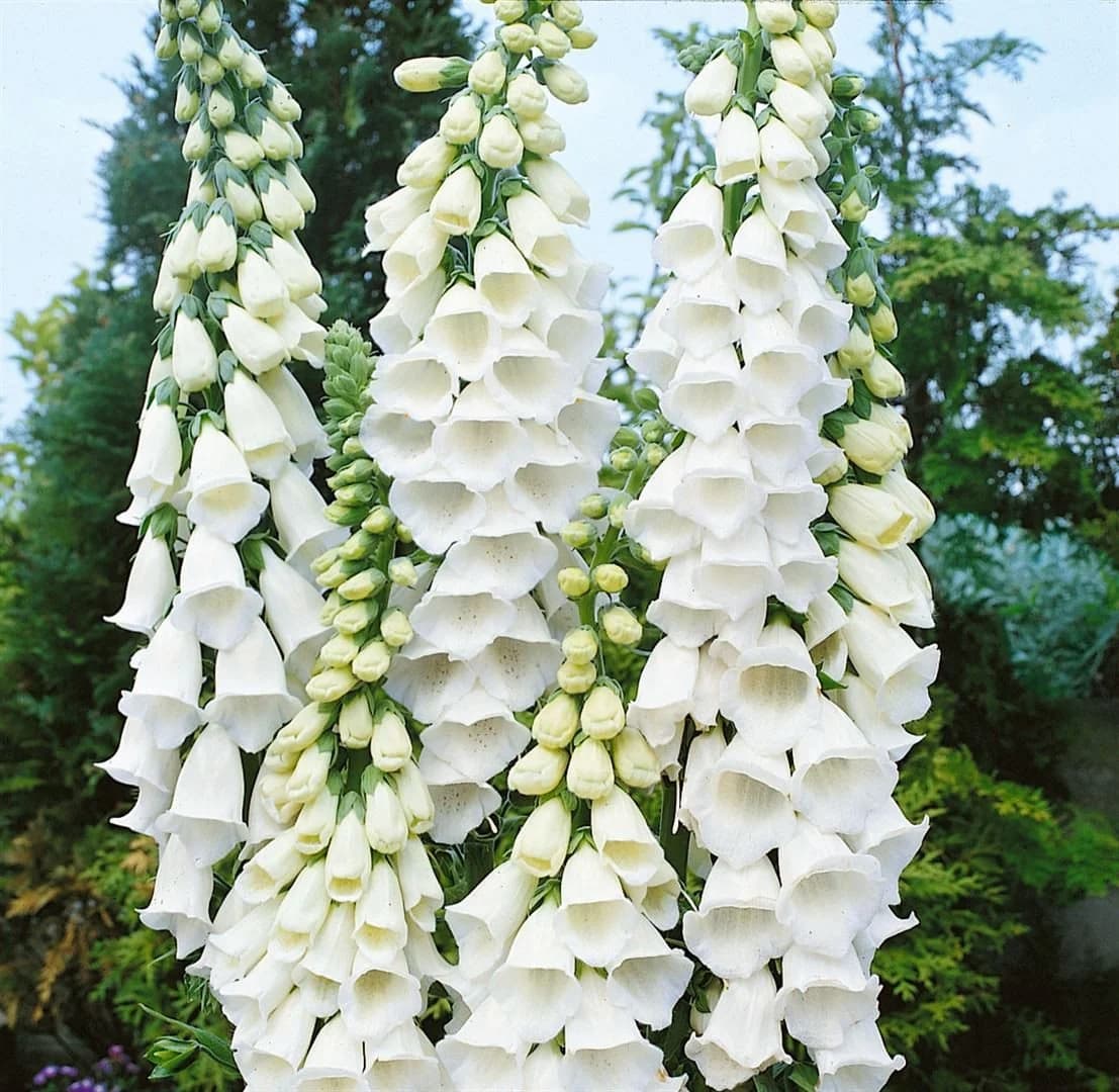 Digitalis purpurea 'Alba' Weißer Fingerhut 9x9 cm Topf