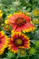 Gaillardia x grandiflora 'Arizona Sun' Kokardenblume Rot-Gelb Bild 1