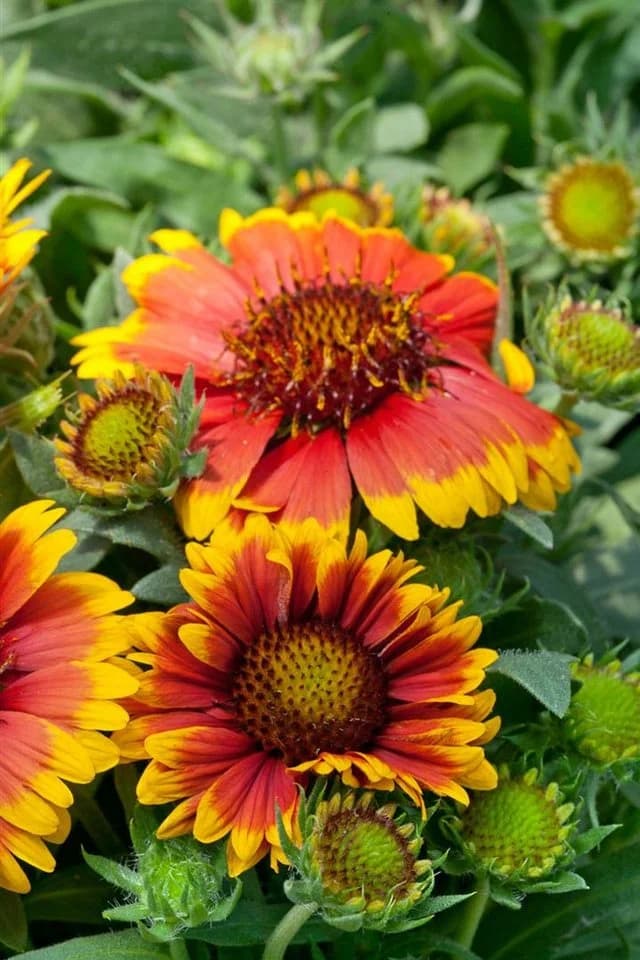 Gaillardia x grandiflora 'Arizona Sun' Kokardenblume Rot-Gelb