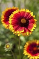 Gaillardia x grandiflora 'Arizona Sun' Kokardenblume Rot-Gelb Bild 2