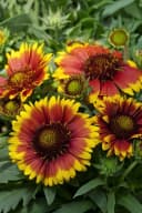 Gaillardia x grandiflora 'Arizona Sun' Kokardenblume Rot-Gelb Bild 3