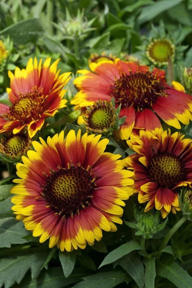 Gaillardia x grandiflora 'Arizona Sun' Kokardenblume Rot-Gelb - Bild 3