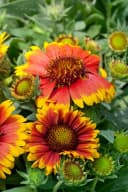 Gaillardia x grandiflora 'Arizona Sun' Kokardenblume Rot-Gelb Bild 4