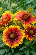 Gaillardia x grandiflora 'Arizona Sun' Kokardenblume Rot-Gelb Bild 5
