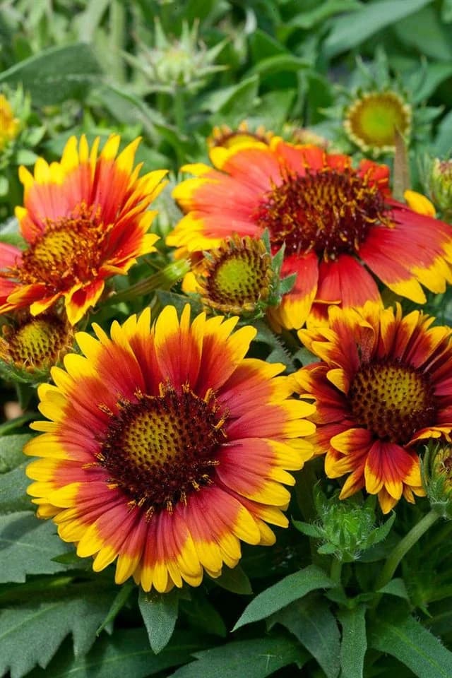 Gaillardia x grandiflora 'Arizona Sun' Kokardenblume Rot-Gelb - Bild 5