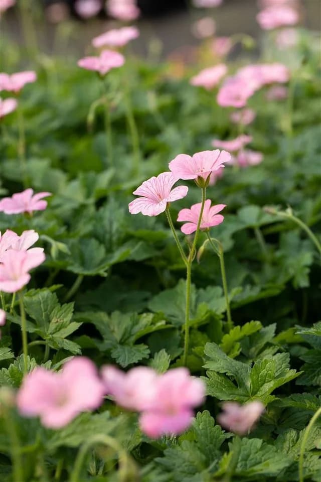 Geranium x oxonianum 'Wargrave Pink' Storchschnabel Rosa 9x9 cm Topf